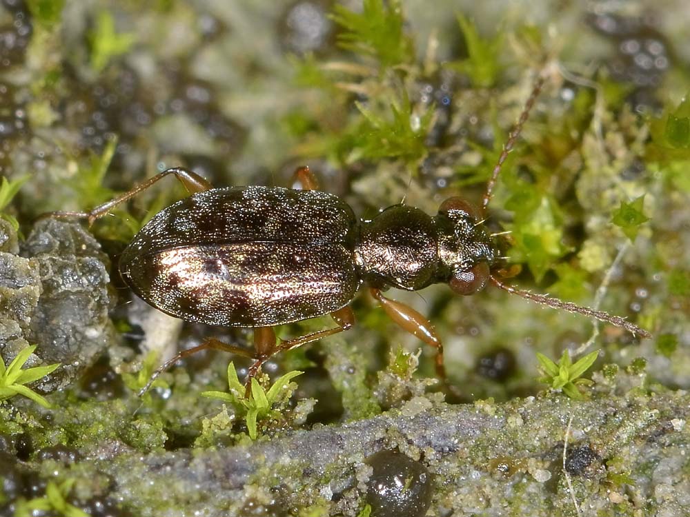 Asaphidion ..ma quali? A. austriacum